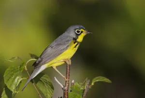 Parulidae Prints: Canada Warbler (Cardellina canadensis), Maine, USA