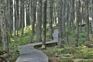 Mother Prints: Canadian Hemlock (Tsuga canadensis) old growth forest and trail, Kejimkujik National Park