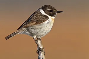 Canary Islands Stonechat (Saxicola dacotiae), Fuerteventura, Spain Canary Islands Stonechat (Saxicola dacotiae), Fuerteventura, Spain