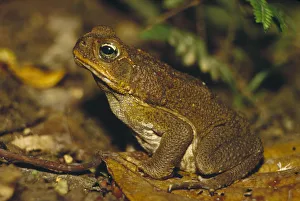 Cane Toad (Bufo marinus) camouflaged on forest floor, Costa Rica Cane Toad (Bufo marinus) camouflaged on forest floor, Costa Rica