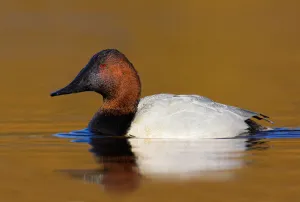 Canvasback (Aythya valisineria) male, British Columbia, Canada Canvasback (Aythya valisineria) male, British Columbia, Canada