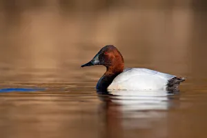 Canvasback (Aythya valisineria) male, British Columbia, Canada