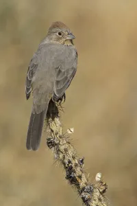 Canyon Towhee (Melozone fusca), New Mexico, USA