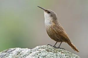 British Columbia Prints: Canyon Wren (Catherpes mexicanus), British Columbia, Canada