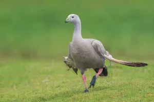 Cape Barren Goose (Cereopsis novaehollandiae), Tasmania, Australia Cape Barren Goose (Cereopsis novaehollandiae), Tasmania, Australia