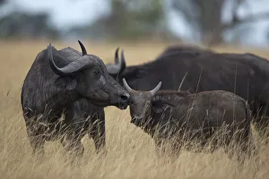 Cape Buffalo (Syncerus caffer) mother and calf, Queen Elizabeth National Park, Uganda Cape Buffalo (Syncerus caffer) mother and calf, Queen Elizabeth National Park, Uganda