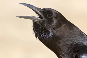Cape Crow (Corvus capensis), Northern Cape, Kgalagadi Transfrontier Park, South Africa Cape Crow (Corvus capensis), Northern Cape, Kgalagadi Transfrontier Park, South Africa