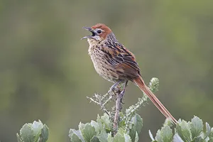 Cape Grassbird (Sphenoeacus afer), singing, Western Cape, South Africa