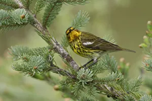 Parulidae Prints: Cape May Warbler (Setophaga tigrina), Manitoba, Canada