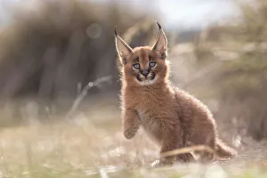 Caracal (Caracal caracal) cub playing in backlight, Castile-La Mancha, Spain Caracal (Caracal caracal) cub playing in backlight, Castile-La Mancha, Spain