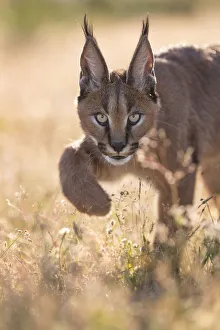 Cute Prints: Caracal (Caracal caracal) cub portrait in backlight, Castile-La Mancha, Spain