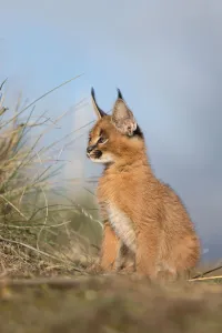 Cute Prints: Caracal (Caracal caracal) cub sitting on the floor and observing, Castile-La Mancha