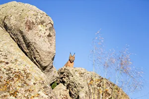 Caracal (Caracal caracal) lying on a rock, Castile-La Mancha, Spain