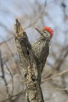 Cardinal Woodpecker (Dendropicos fuscescens) male, Etosha, Namibia Cardinal Woodpecker (Dendropicos fuscescens) male, Etosha, Namibia