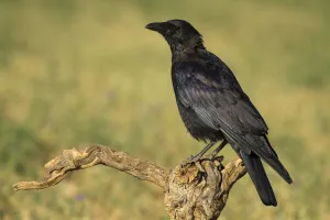 Castile Prints: Carrion Crow (Corvus corone), Castile, Spain