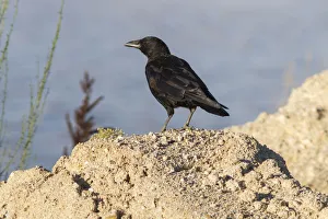 Spain Prints: Carrion Crow (Corvus corone), Galicia, Spain