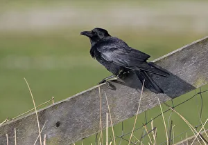 Carrion Crow (Corvus corone) on lookout, polder Arkemheen, The Netherlands Carrion Crow (Corvus corone) on lookout, polder Arkemheen, The Netherlands