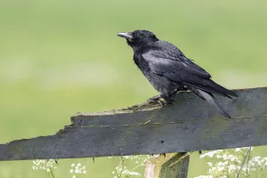 Carrion Crow (Corvus corone) perched on a wooden fence, polder Arkemheen, The Netherlands Carrion Crow (Corvus corone) perched on a wooden fence, polder Arkemheen, The Netherlands