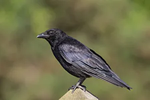 United Kingdom Prints: Carrion Crow (Corvus corone), Wales, United Kingdom