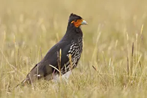 Raptor Prints: Carunculated Caracara (Phalcoboenus carunculatus), Ecuador