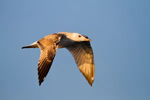 Caspian Gull (Larus cachinnans) flying, Baden-Wuerttemberg, Germany Caspian Gull (Larus cachinnans) flying, Baden-Wuerttemberg, Germany