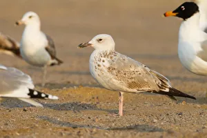 Caspian Gull (Larus cachinnans), Oman