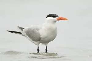 February Prints: Caspian Tern (Hydroprogne caspia), Gambia