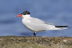 Caspian Tern (Hydroprogne caspia) male, British Columbia, Canada Caspian Tern (Hydroprogne caspia) male, British Columbia, Canada