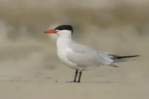 North America Prints: Caspian Tern (Hydroprogne caspia), Texas, USA