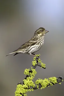 Cassins Finch (Haemorhous cassinii) female, Oregon, USA Cassins Finch (Haemorhous cassinii) female, Oregon, USA