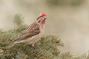Cassins Finch (Haemorhous cassinii) male, California, USA