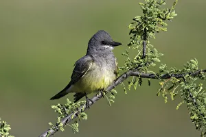 Arizona Prints: Cassins Kingbird (Tyrannus vociferans), Arizona, USA