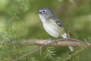 Cassins Vireo (Vireo cassinii) singing, British Columbia, Canada Cassins Vireo (Vireo cassinii) singing, British Columbia, Canada