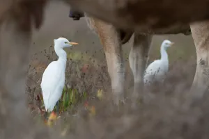 September Prints: Cattle Egret (Bubulcus ibis) standing between cow legs in a dry field