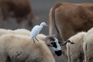 September Prints: Cattle Egret (Bubulcus ibis) standing on the back of a Navajo-Churro sheep, Algarve