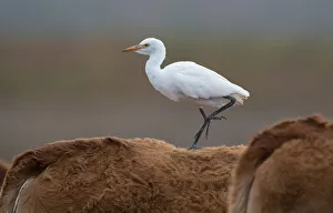 September Prints: Cattle Egret (Bubulcus ibis) walking on the back of a cow, Algarve, Portugal