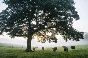 Tranquil Prints: Cattle (Hereford breed) under oak tree (Quercus robur) in pasture at dawn