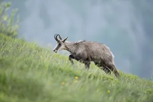 June Prints: Chamois (Rupicapra rupicapra) adult climbing in alpine meadow, France