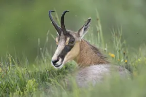 June Prints: Chamois (Rupicapra rupicapra) adult lying in alpine meadow, France