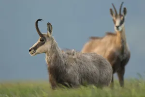 June Prints: Chamois (Rupicapra rupicapra) two adults standing in alpine meadow, France