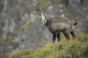 October Prints: Chamois (Rupicapra rupicapra) immature standing at slope, Switzerland
