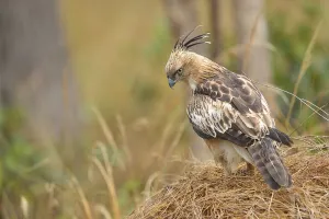 Changeable Hawk Eagle (Spizaetus cirrhatus) perching on dry grass looking for prey Changeable Hawk Eagle (Spizaetus cirrhatus) perching on dry grass looking for prey
