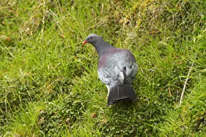Chatham Pigeon (Hemiphaga chathamensis), Chatham Island, New Zealand Chatham Pigeon (Hemiphaga chathamensis), Chatham Island, New Zealand