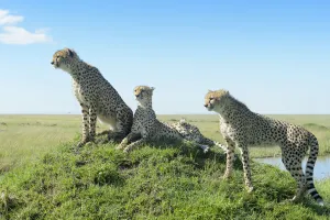 Cheetah (Acinonix jubatus) on hill in savanna, close up with wide angle, Masai Mara Cheetah (Acinonix jubatus) on hill in savanna, close up with wide angle, Masai Mara