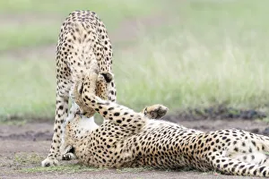 Two Cheetah (Acinonix jubatus) playing, Maasai Mara National Reserve, Kenya Two Cheetah (Acinonix jubatus) playing, Maasai Mara National Reserve, Kenya