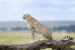 Cheetah (Acinonix jubatus) sitting on fallen tree, Maasai Mara National Reserve, Kenya Cheetah (Acinonix jubatus) sitting on fallen tree, Maasai Mara National Reserve, Kenya