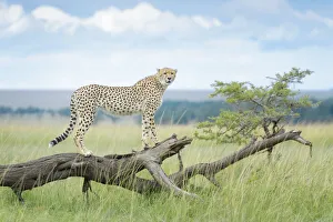 Cheetah (Acinonix jubatus) standing on fallen tree, Maasai Mara National Reserve, Kenya Cheetah (Acinonix jubatus) standing on fallen tree, Maasai Mara National Reserve, Kenya