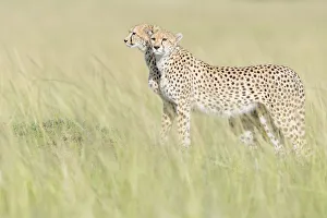 Two Cheetah (Acinonix jubatus) standing on the look out at savanna Two Cheetah (Acinonix jubatus) standing on the look out at savanna