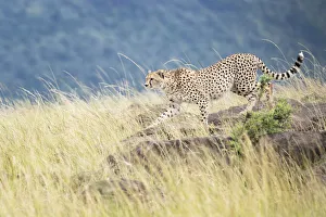 Hunting Prints: Cheetah (Acinonix jubatus) walking on rocks, Msai Mara National Reserve, Kenya