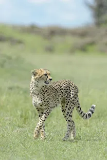 Hunting Prints: Cheetah (Acinonix jubatus) walking on savanna, Msai Mara National Reserve, Kenya